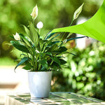 Gardening Watering Pot Watering Pot Household Watering Pot For Flowers And Vegetables Indoor Thickened Plastic Long Mouth Pot Flower Raising Tool 1.2L Pink